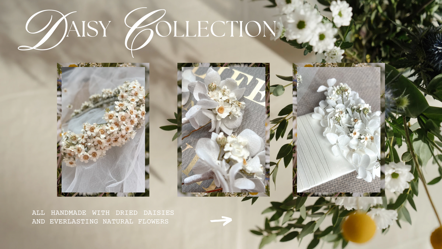 Daisy Collection